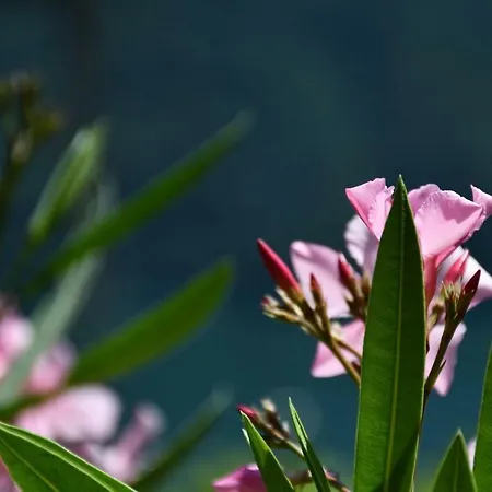 Ada Argegno, Lake Como View * 阿尔杰尼奥